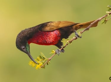A colorful male Crimson Sunbird perched on a branch feeding on small yellow flowers.