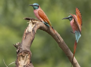 Two colorful Southern Carmine Bee-eater birds perched on a curved tree branch in the wild.