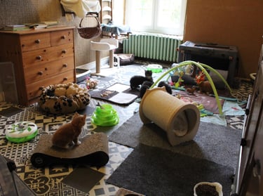 a cat sitting on a rug in a room maine coon kitten cattery