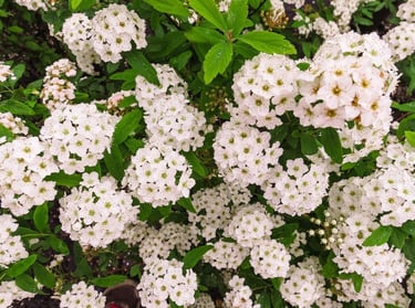 Clusters of white Bridal Wreath Spirea flowers blooming on green foliage in a garden.