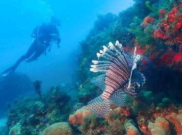 The TTT team in the field, supporting reef conservation and lionfish management