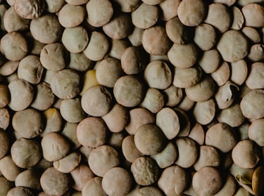 lentil