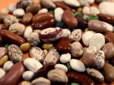 dry beans