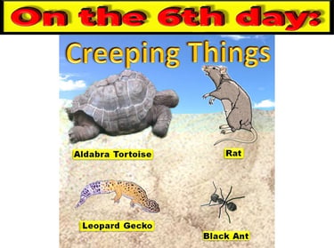 Creeping Things on the 6th day designed by Debbie Dunn using PowerPoint & Paint