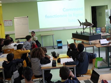 des élèves dans une classe , avec la maquette du requin, et un écran qui présent les requins