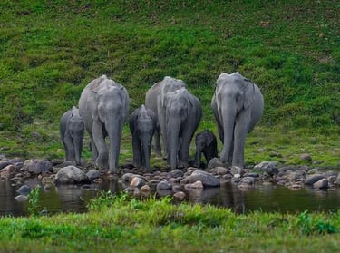 Elephants at Anakulam