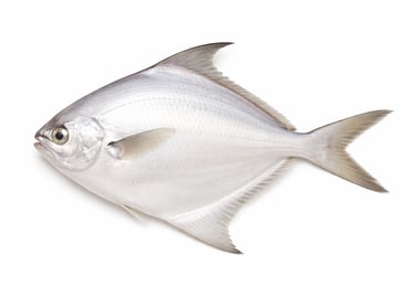 White pomfret fish for bulk export supply