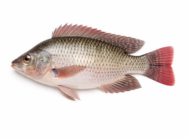 Farmed tilapia fish for global seafood export