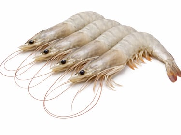 White vannamei shrimp for global seafood export