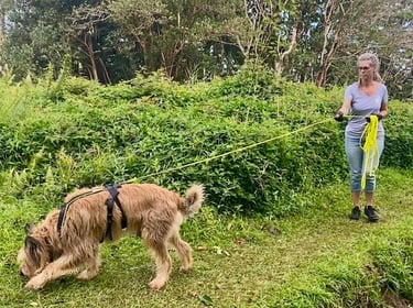 chien avec harnais et longe