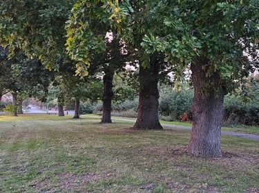 Line of mature oak trees within an open grassed area