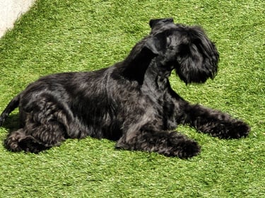 Tara , Schnauzer miniature