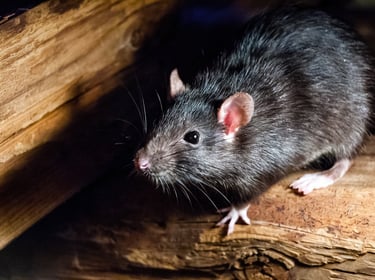 tarif dératiseur, dératisation, dératiseur montélimar, exterminateur souris drôme ardêche