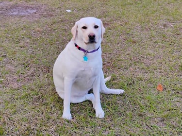 my dog Loni the yellow labrador