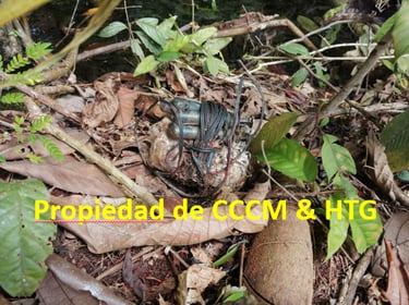 Improvised explosive device hidden in jungle foliage.- Hydrogen technologies group