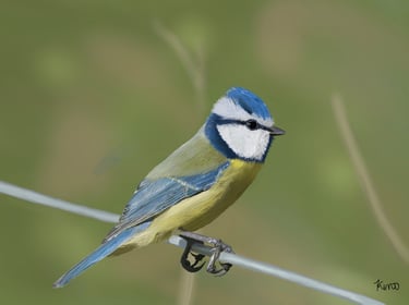 Eurasian Blue Tit perched on a wire