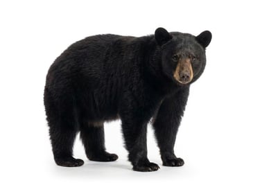 Black Bear