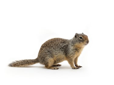 Columbian Ground Squirrel