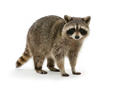 Raccoon
