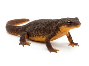 Rough-Skinned Newt
