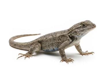 Western Fence Lizard