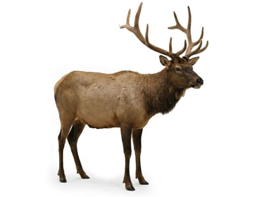Elk