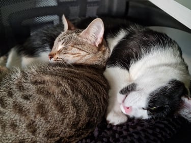 Dos gatos reposando enroscados el uno junto al otro