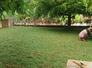 A beautiful Pearl Grass lawn installed in a shaded backyard in Koramangala, Bangalore