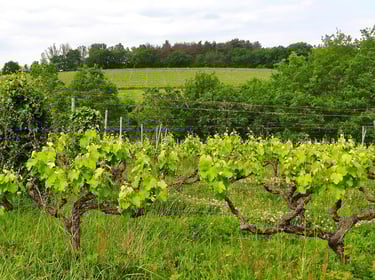 Vignes autour de Toulouse