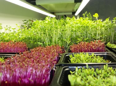 a picture of Early Greens microgreens nursery  produce
