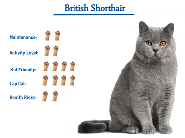 About the BSH Breed-www.prettybrity.com