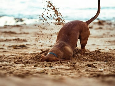 cagnolino gioca in spiaggia con la sabbia