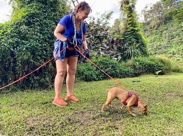 chien qui fait du mantrailing