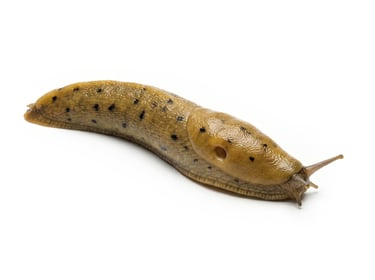 Banana Slug