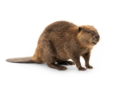 Beaver