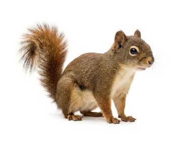 Douglas Squirrel