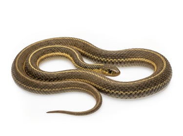 Garter Snake