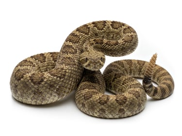 Northern Pacific Rattlesnake