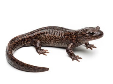 Pacific Giant Salamander