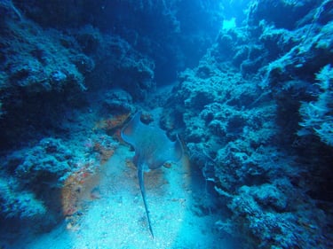 Round fantail stingray (Taeniura grabata)