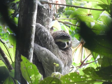 A sloth in a tree in Costa Rica 