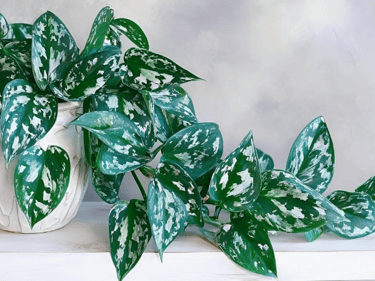 pothos plant in pot