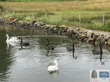 Ty Bayon Meublé de tourisme 4 étoiles : Rythme des cygnes