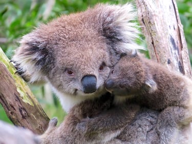 a koala with young on back