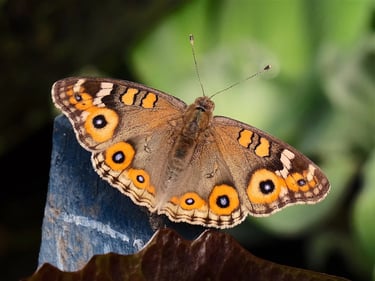 a meadow argus butterfly on a leafy plant
