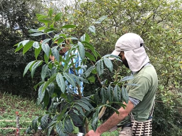 siembra de arboles nativos Cundinamarca