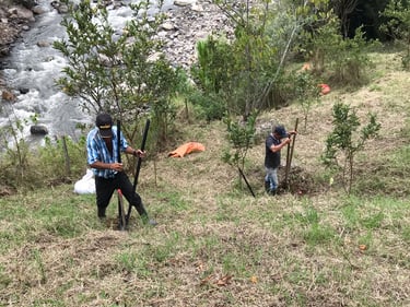siembra de arboles nativos