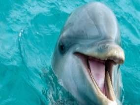 Best Dolphin Tours on Anna Maria Island