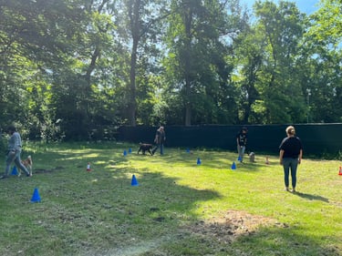 Foto vom Gruppentraining "Junghundekurs" in Wiesental