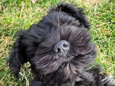 Gros plan sur chiot Schnauzer nain